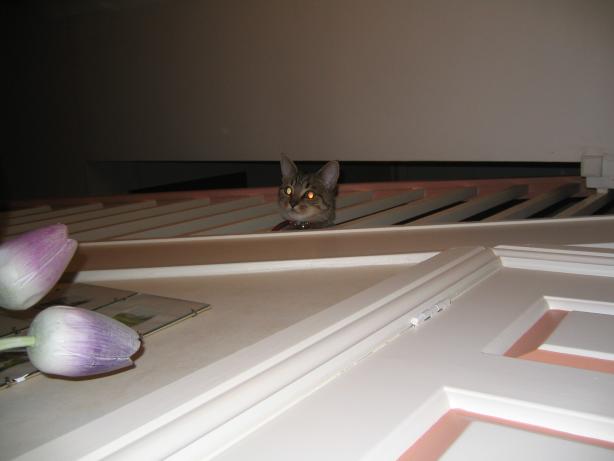 /images/2006/January/img_6937.jpg