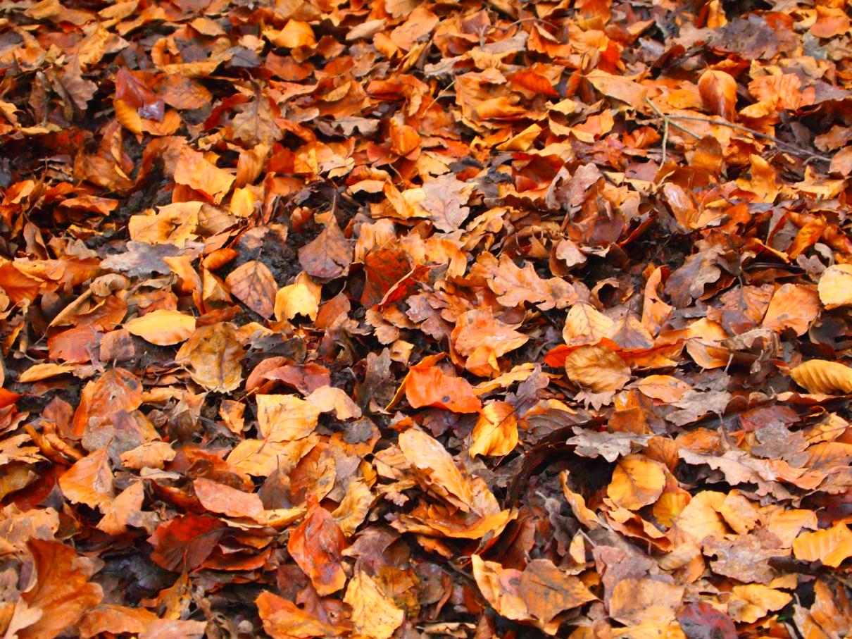 /images/2011/November/PB272355.JPG