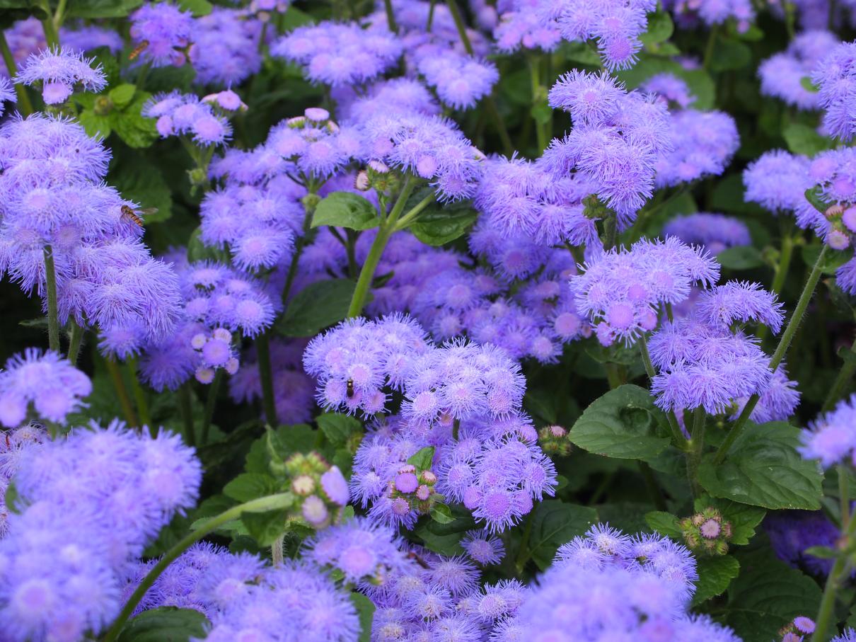 /images/2013/August/P8046420.JPG