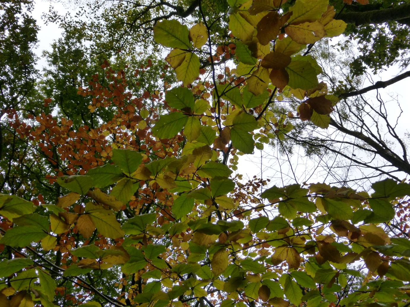 /images/2015/October/P1040665.JPG