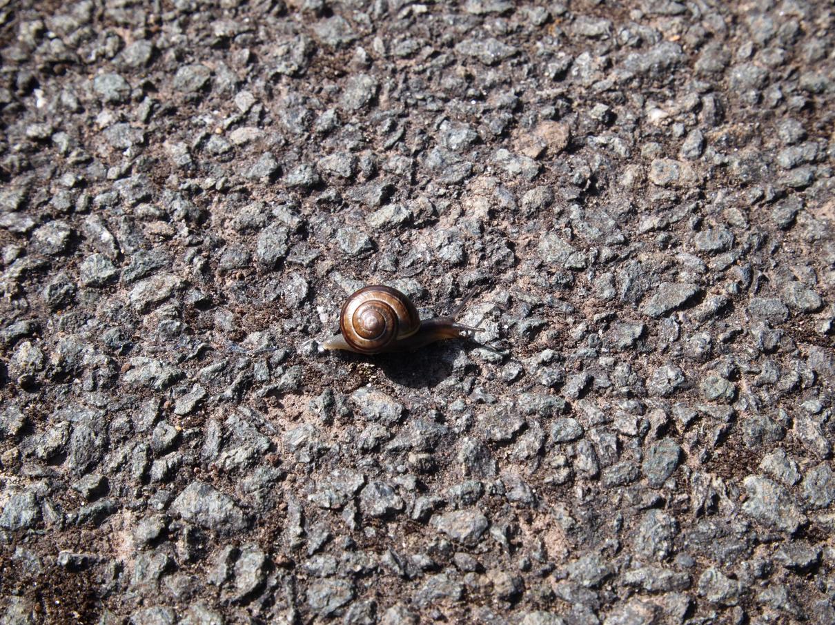 /images/2016/August/P8199432.JPG