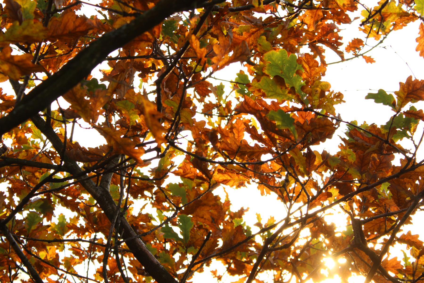 /images/2021/November/IMG_5910.JPG